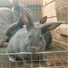   PIR -      