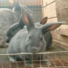   PIR -        